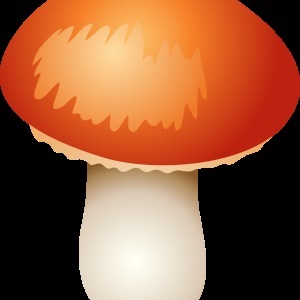 Gomba - gyűjteménye képek, nachalochka (gyűjtemény) Gomba - gyűjteménye képek, nachalochka