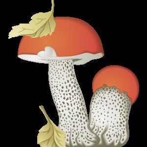 Gomba - gyűjteménye képek, nachalochka (képek által felvett gyermekek + gomba) Gomba - gyűjteménye képek, nachalochka