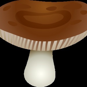 Gomba - gyűjteménye képek, nachalochka (gomba) Gomba - gyűjteménye képek, nachalochka