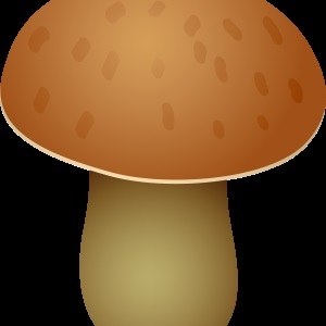 Gomba - gyűjteménye képek, nachalochka (gomba) Gomba - gyűjteménye képek, nachalochka