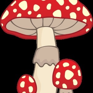 Gomba - gyűjteménye képek, nachalochka (kép) Gomba - gyűjteménye képek, nachalochka