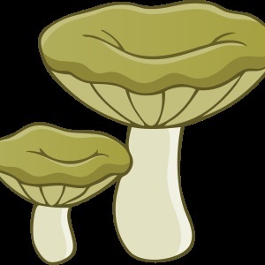Gomba - gyűjteménye képek, nachalochka (Amanita szép kép a gyermekek számára) Gomba - gyűjteménye képek, nachalochka