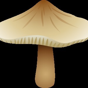 Gomba - gyűjteménye képek, nachalochka (Amanita szép kép a gyermekek számára) Gomba - gyűjteménye képek, nachalochka