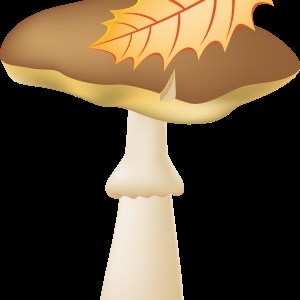 Gomba - gyűjteménye képek, nachalochka (ehető gombák + kép) Gomba - gyűjteménye képek, nachalochka