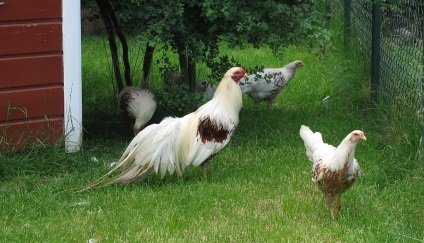 Yokohama fajta csirkék jellemző leírása fotókkal és vélemények