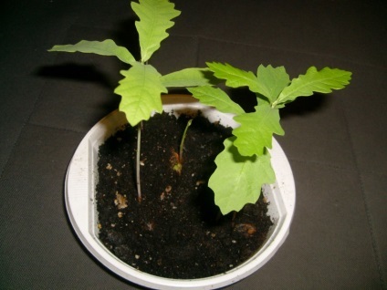 Mivel otthon növekedni bonsai