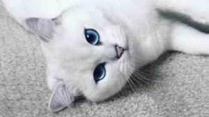 Mik az fajtájú macskák nagy szemek