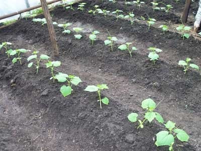 Hogyan és mikor kell ültetni uborka üvegházban talajelőkészítés és szaporítóanyagok, az időzítés és az áramköri