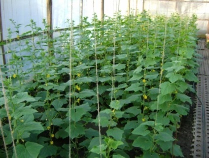 Hogyan és mikor kell ültetni uborka üvegházban talajelőkészítés és szaporítóanyagok, az időzítés és az áramköri