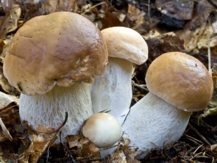 Hogyan és mikor kell gyűjteni gombát, gombát dot ru (gyűjtése) Hogyan és mikor kell gyűjteni gombát, gombát dot ru