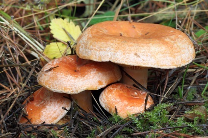 Hogyan és mikor kell gyűjteni gombát, gombát dot ru