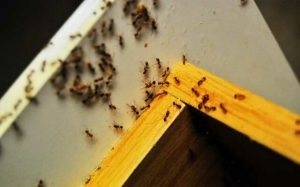 Hogyan lehet megszabadulni a vörös hangyák hatékony módszereket és eszközöket
