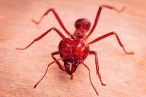 Hogyan lehet megszabadulni a vörös hangyák hatékony módszereket és eszközöket