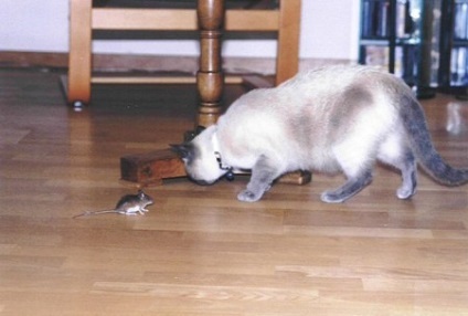 Hogyan lehet megszabadulni a patkányok és egerek a házban - egy hatékony eszköz a rágcsálók ellen!