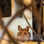 Hogyan lehet megszabadulni a patkányok és egerek a házban - egy hatékony eszköz a rágcsálók ellen!