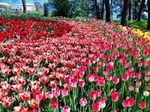 Hogy szép finom tulipán ültetett telken - fotó