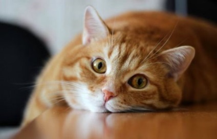 Hogyan működik a viselkedés a macska kasztrálás után - különösen az élet későbbi szakaszában