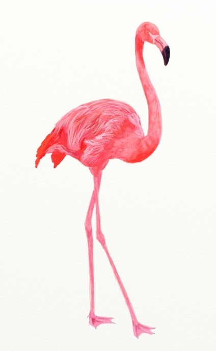 Hogyan kell felhívni a flamingó, rózsaszín flamingó rajz ceruzával szakaszokban