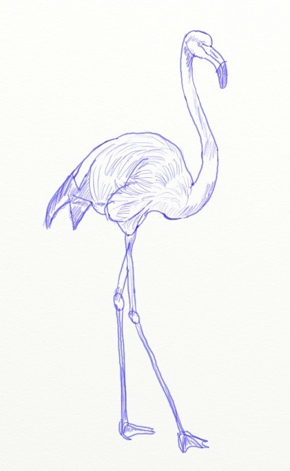 Hogyan kell felhívni a flamingó, rózsaszín flamingó rajz ceruzával szakaszokban