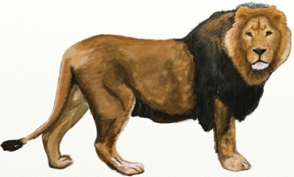 Hogyan kell felhívni egy oroszlán, oroszlán rajz állapotok ceruza