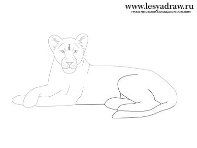 Hogyan kell felhívni egy oroszlán egy ceruzával a szakaszban - a tanulságok levonása - hasznos artsphera