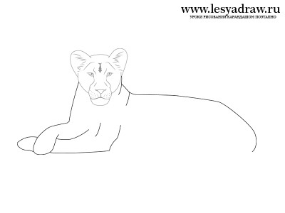 Hogyan kell felhívni egy oroszlán egy ceruzával a szakaszban - a tanulságok levonása - hasznos artsphera