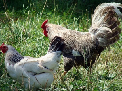 Hogyan lehet megkülönböztetni csirke kakas