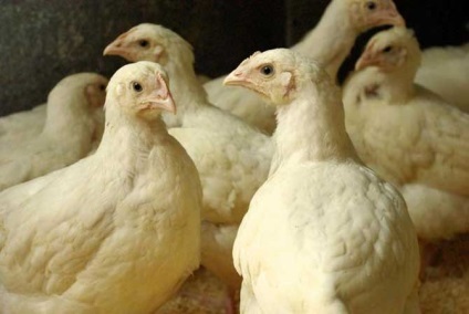 Megkülönböztetve csirke broiler egyszerű, hatékony módon (csirke) Hogyan lehet megkülönböztetni a broiler csirke egy egyszerű, hatékony módon