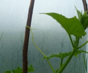 Hogyan nyakkendő uborka üvegházban lehetséges módszerek és technikák