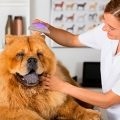 Hogyan mossa le a kutya - a titkait tapasztalt kutyatenyésztők