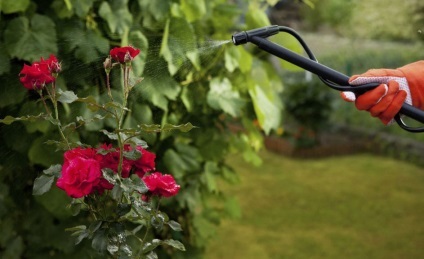 Hogyan kell helyesen és mint permetező rózsák