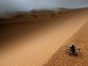 Hogyan lehet alkalmazkodni az élet a legrafináltabb állatok a sivatagban, a fotó és a név