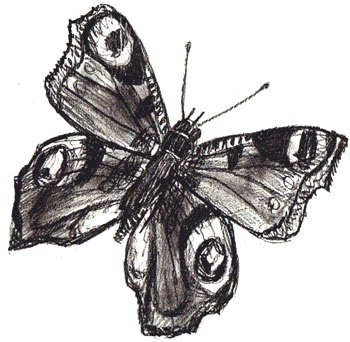 Hogyan kell felhívni a pillangó, pillangó ceruzarajz