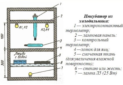 Hogyan készítsünk saját inkubátor oktatás, tippek és képek - hasznos információ