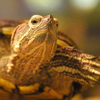 Hogyan készítsünk egy terrárium a teknősök