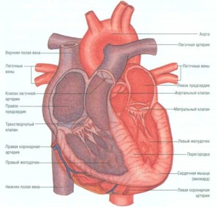 egészségügyi ellenőrző rendszer szív asp szív egészségét színező lapok