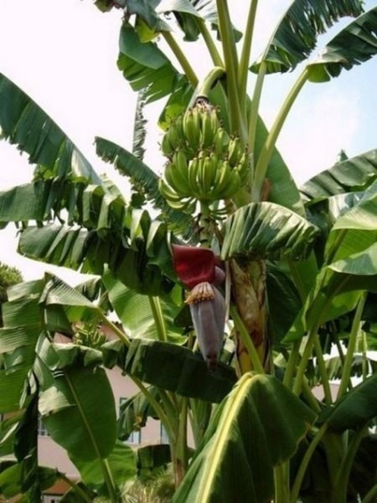 Banana virágok