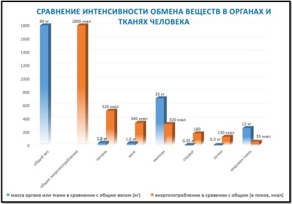 Hogyan lehet felgyorsítani az anyagcserét, hogyan lehet jobban Part 1 Theory