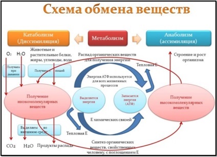 Hogyan lehet felgyorsítani az anyagcserét, hogyan lehet jobban Part 1 Theory