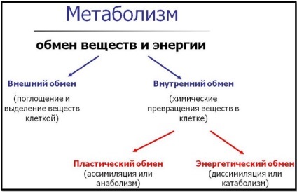 Hogyan lehet felgyorsítani az anyagcserét, hogyan lehet jobban Part 1 Theory