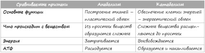 Hogyan lehet felgyorsítani az anyagcserét, hogyan lehet jobban Part 1 Theory