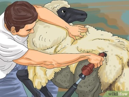 Hogyan törődik a juhokkal
