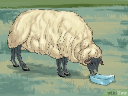 Hogyan törődik a juhokkal