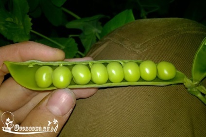 Hogyan Grow Peas - fajták, ültetés dátumokat, ültetés, gondozás, gyűjtés, tárolás