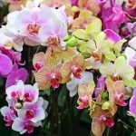 Hogyan növekszik orchideák Vietnamból ültető hagymák, karbantartás, szorzás
