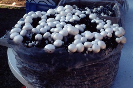 Hogyan növekszik gomba - növekvő gombát otthon