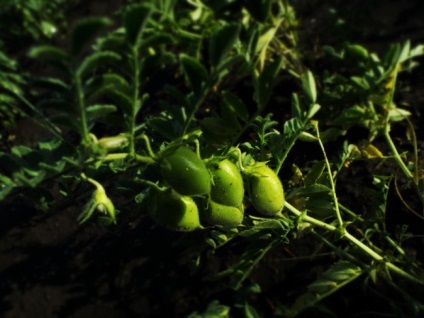 Hogyan növekszik a csicseriborsó egy kert helyén