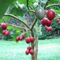Hogyan növekszik a paradicsom fa
