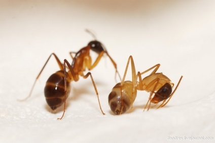 Hogyan lehet megjeleníteni a kis hangyák a lakásban