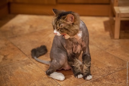 Ahogy én borotvált macska